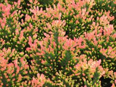 small pink and green plants in a garden