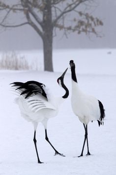 two large birds standing in the snow next to each other