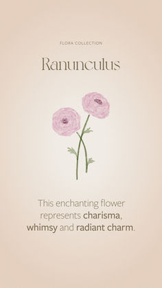 an advertisement for ranuncuss with three pink flowers on the front and back