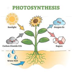 photosyntheism diagram with plants and water