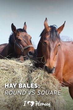 two horses are eating hay together in the field with text that reads hay bales round vs square