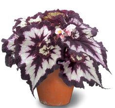 a potted plant with purple and white leaves