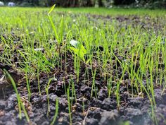 green grass growing in the middle of dirt