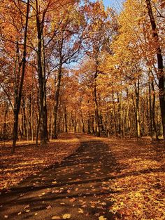 a dirt road surrounded by trees with leaves on the ground