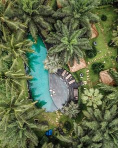 an aerial view of a pool surrounded by palm trees