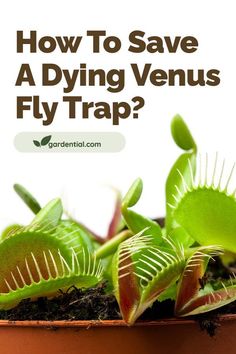 a potted plant with the words how to save a dying venus fly trap?