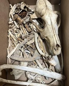 an animal skull in a box full of bones and other things that are inside it