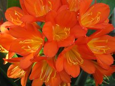 an orange flower with yellow stamens and green leaves