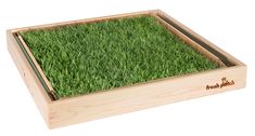 kitty pack in pine Pet Grass, Cat Grass, Cat Shedding, Plastic Trays, Cat Room, Cat Accessories, Crazy Cat Lady, Crazy Cats, Types Of Wood