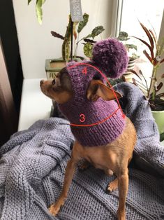 a small dog wearing a purple knitted hat on top of a bed next to a potted plant