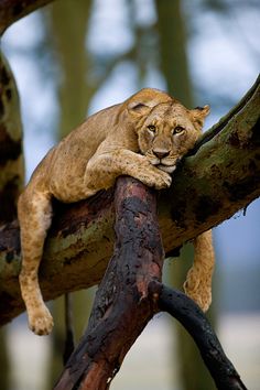 a young lion resting on a tree branch