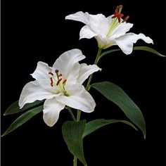 two white flowers with green leaves on a black background