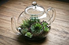 a glass tea pot filled with succulents on top of a wooden table