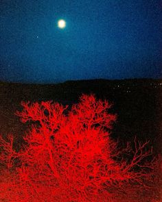 a red tree in the middle of a field at night with a full moon behind it