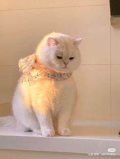 a white cat sitting on top of a bath tub