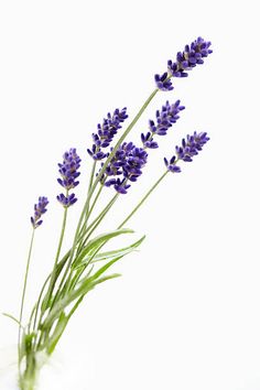 lavender flowers in a vase on a white background