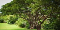 a large tree sitting in the middle of a lush green field