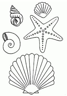 sea shells and seashells coloring page