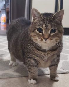 a cat standing on the floor looking at the camera