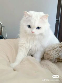 a white cat sitting on top of a bed next to a stuffed animal teddy bear