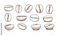 a set of nuts drawn in pencil on a white background, with different angles and sizes