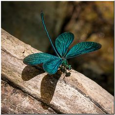 a blue dragonfly sitting on top of a tree branch