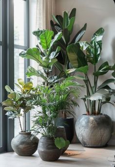 there are many potted plants on the table next to each other in this room