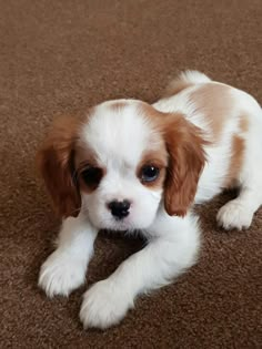 a small brown and white dog laying on the floor