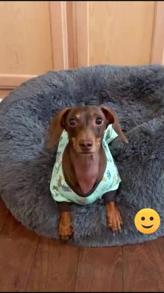 a small dog sitting in a bed on the floor with a smiley face sticker next to it