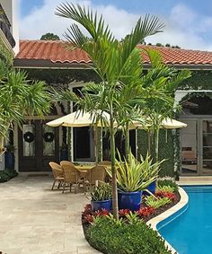 an outdoor swimming pool surrounded by palm trees and chairs with umbrellas on the patio