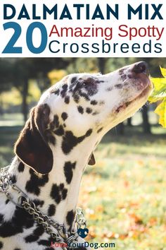 the dalmatian mix is an amazing spot for crossbreed dogs to eat