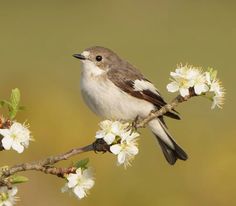 a bird sitting on top of a tree branch with white flowers in the foreground