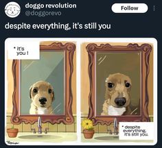 a dog looking at its reflection in a mirror with the caption, dogso revolution