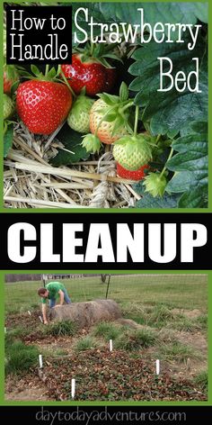 how to handle strawberry bed clean up