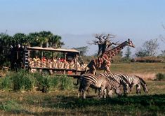 a group of zebras and giraffes grazing in front of a safari vehicle