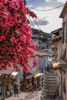 a tree with red flowers in the middle of a narrow alleyway next to buildings