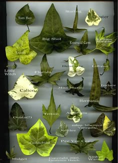 an image of different types of leaves in a shadow box with the names below it