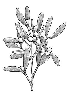 the branch of an olive tree with fruits on it, vintage line drawing or engraving