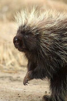 a porcupine walking across a dirt road