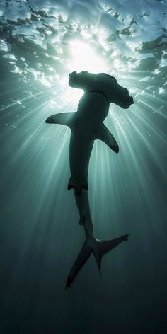 a large shark swimming in the ocean with sun shining through it's water surface