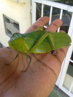 a close up of a person holding a green insect