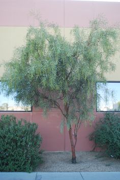 a small tree in front of a building