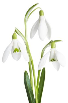 three white flowers with green stems in a vase