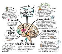 Parts Of Brain, Brain Art Neuroscience, Retrain Your Brain, Parts Of The Brain, Psychology Notes, Brain Facts, Brain Anatomy, The Human Brain