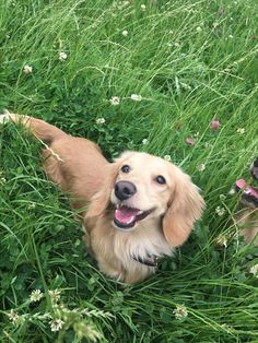 two dogs laying in the grass with their mouths open and looking up at the camera