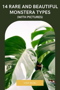 14 rare and common types of Monstera plants Monstera Propagation, Monstera Varieties, Monstera Obliqua, Brown Leaves, Plant Problems, Cant Help Falling In Love