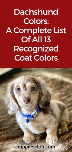 Dachshund-Colors Long Haired Dachshund Colors, Weenie Dogs Puppies, Longhair Dachshund Puppy, Miniature Dash Hound, Dachshund Colors Chart, Mini Dachshund Puppies Long Hair, Blue And Tan Dachshund, Pie Bald Dachshund, Mini Weenie Dogs