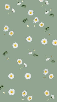 daisies and leaves on a green background