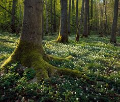 the ground is covered with green moss and white flowers in the middle of the forest