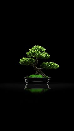 a bonsai tree in a black pot on a reflective surface with the dark background